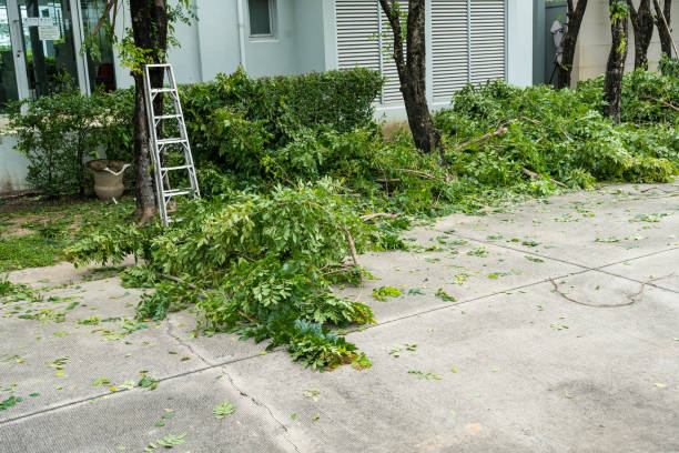 How Our Tree Care Process Works  in  Winthrop Harbor, IL